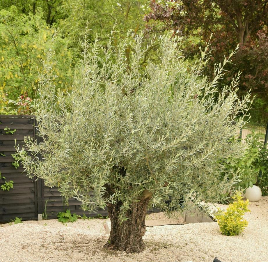Olive Apartman Alsoors Luaran gambar